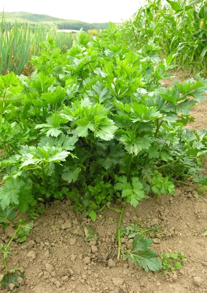Bladbleekselderij Culinaris