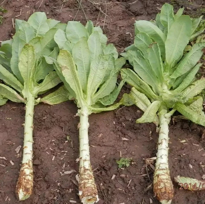 Chinese Sla Culinaris