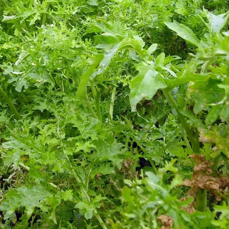 Mosterdsla Culinaris