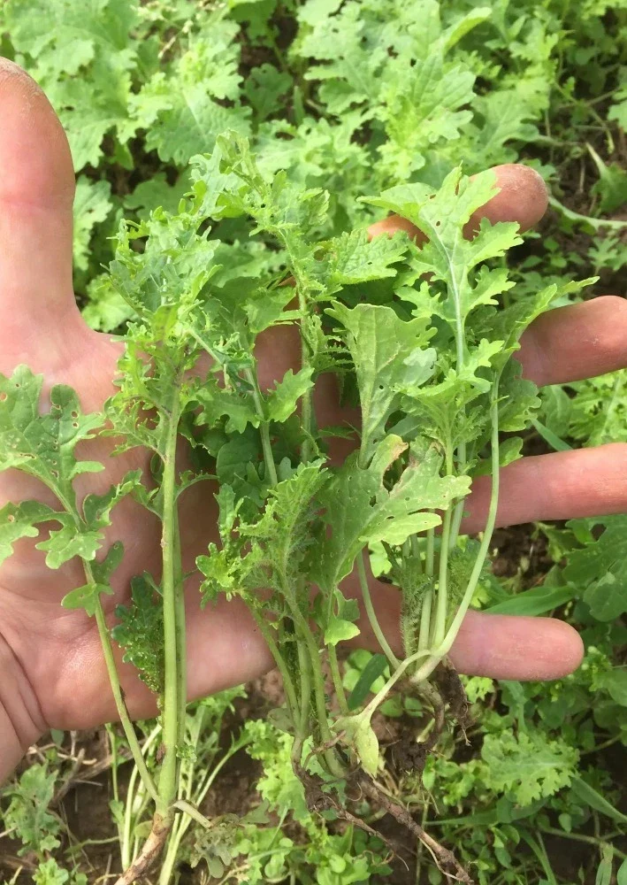Mosterdsla Culinaris