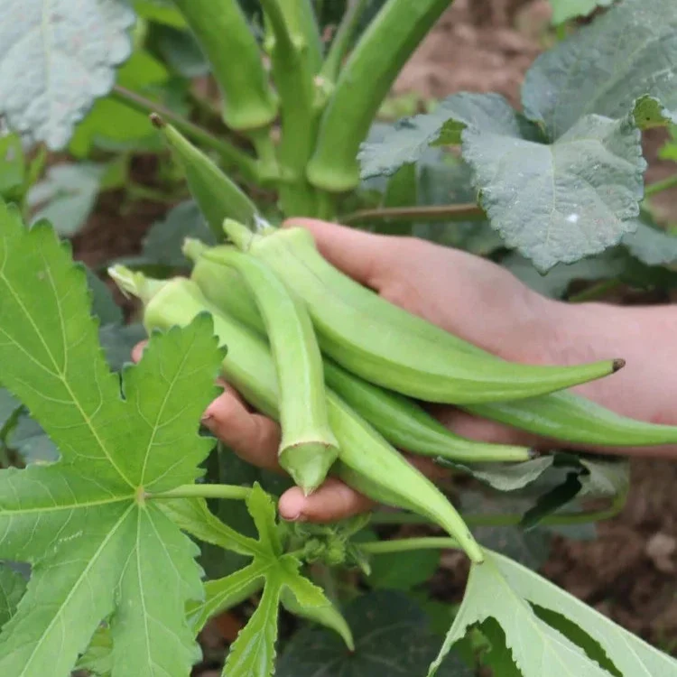 Okra Santa Cruz Culinaris
