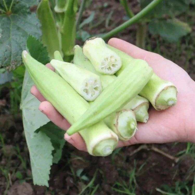 Okra Silver Queen Culinaris
