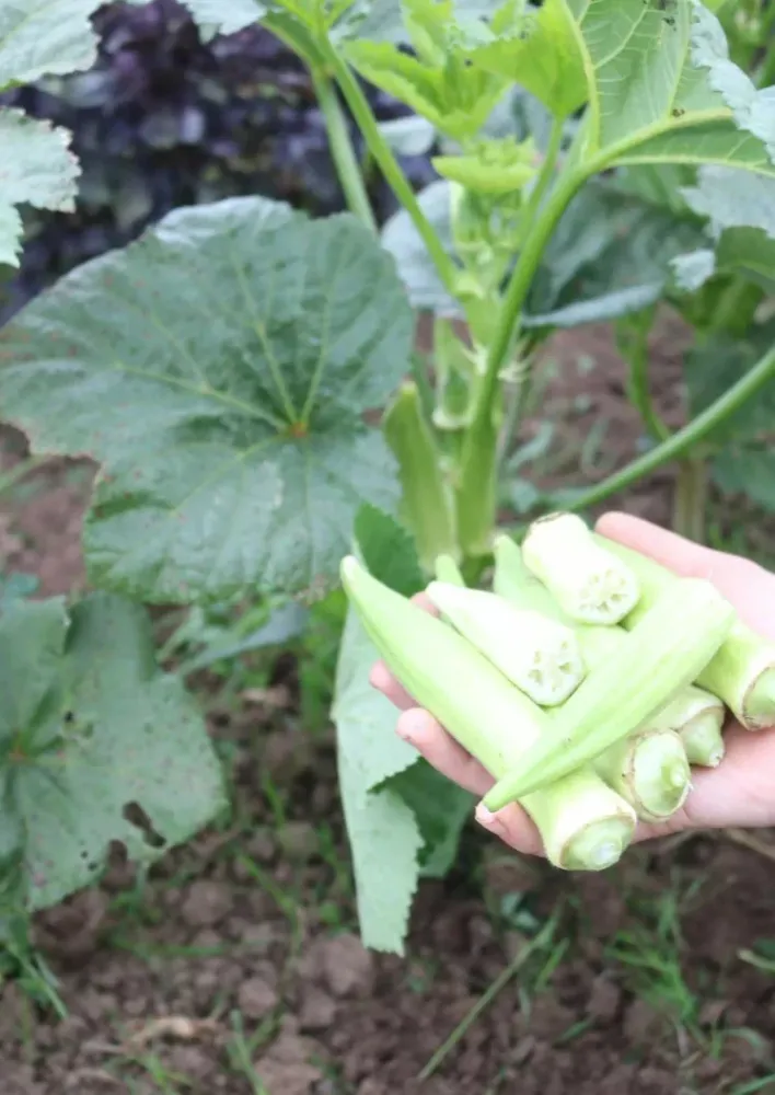 Okra Silver Queen Culinaris