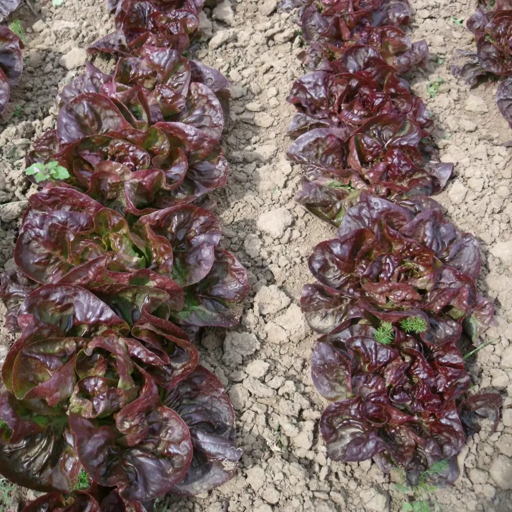 Rode Botersla Culinaris