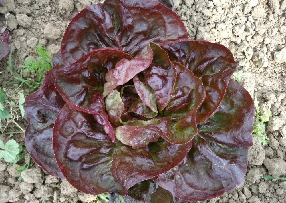 Rode Botersla Culinaris
