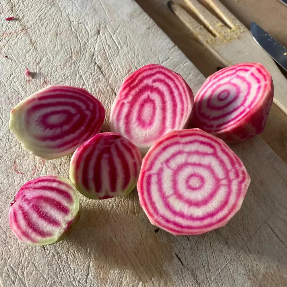 Chioggia Biet Magic Garden