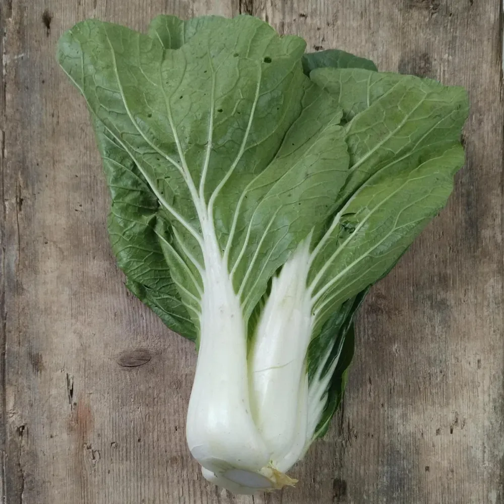 Pak Choi Magic Garden