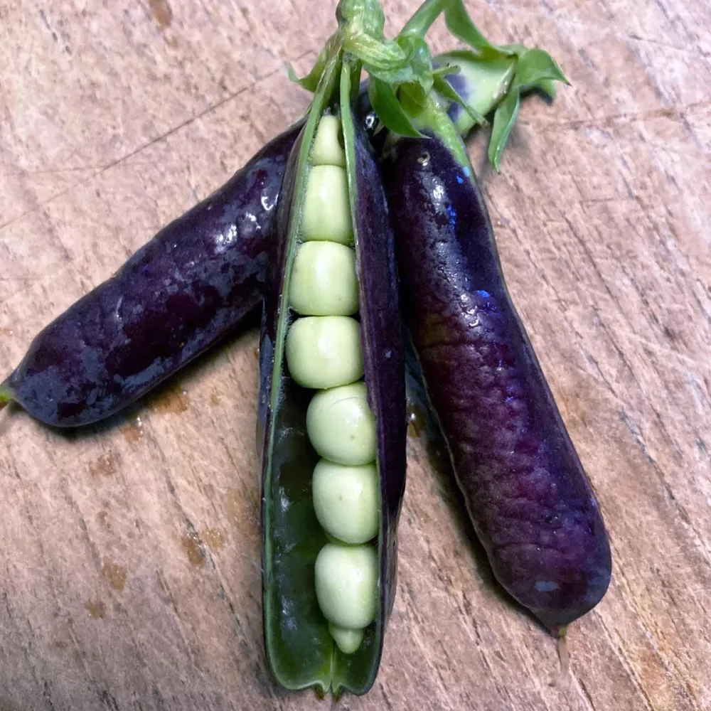 Sugarsnap 'Blauwschokker' Magic Garden