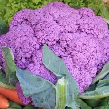 Bloemkool Paars Semailles