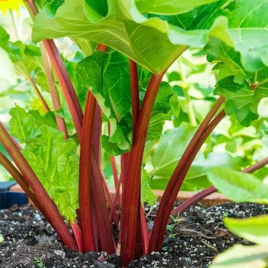 Rabarber Rood Semailles