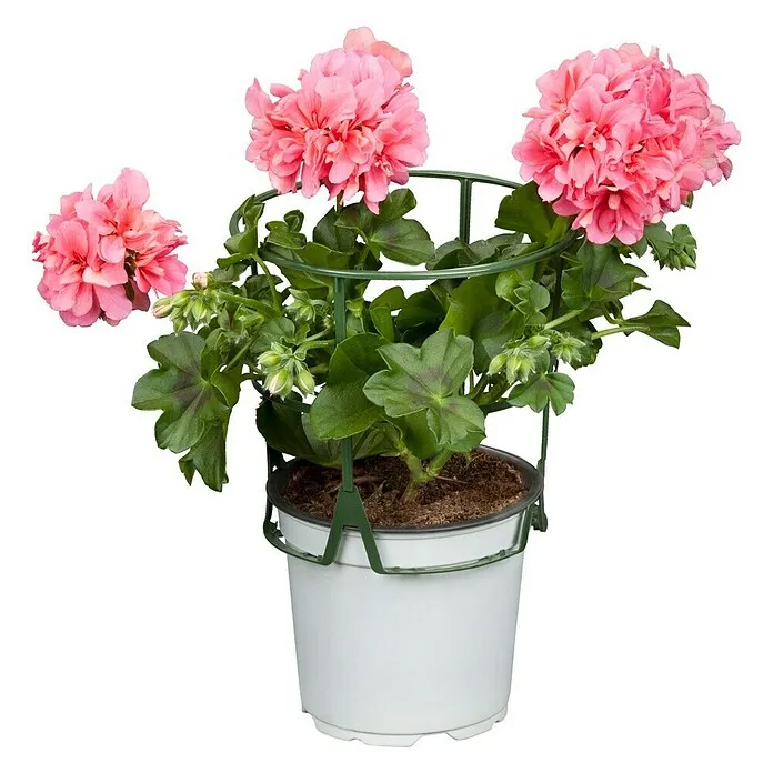 Piardino Hanggeranium - Potmaat: 10 cm