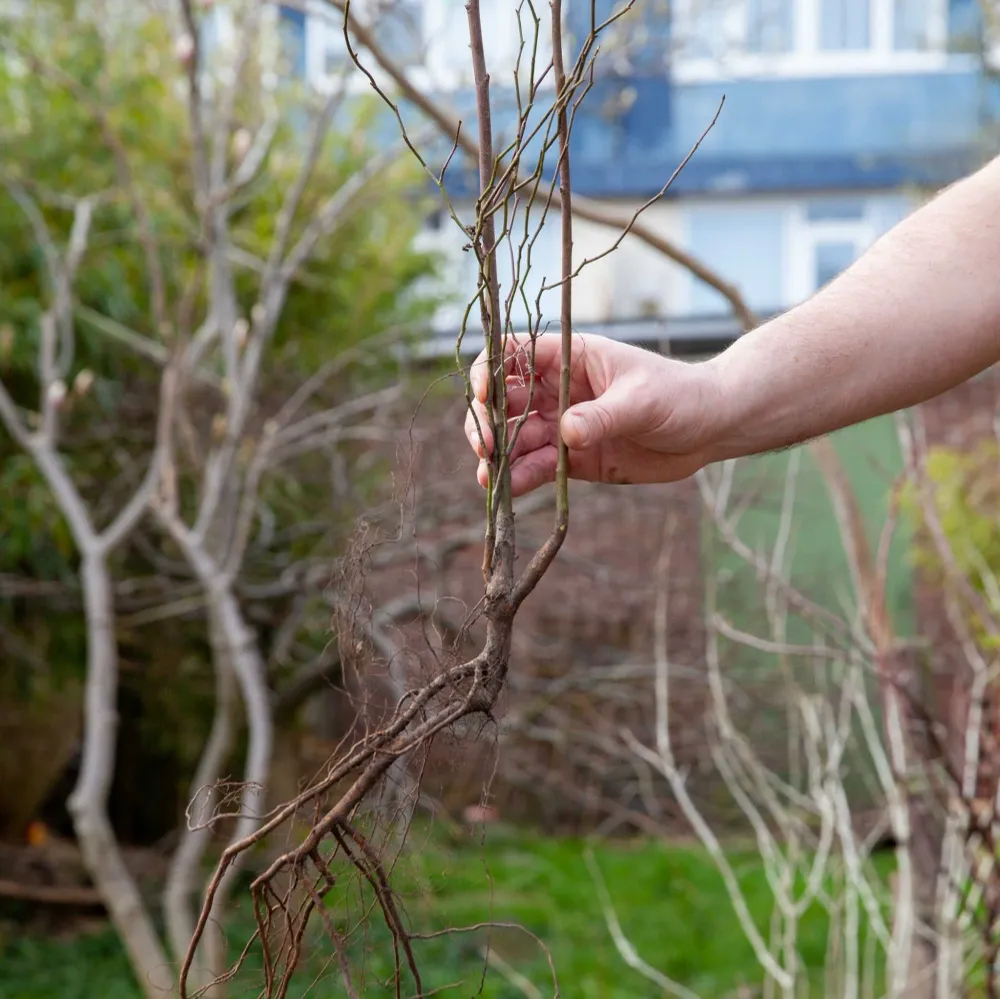 Dwergkwee Sprinklr planten