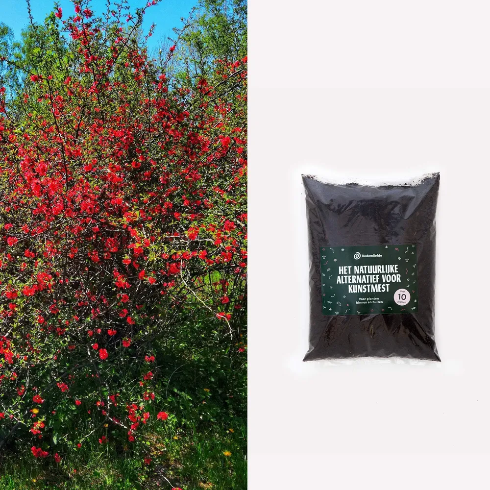 Dwergkwee Sprinklr planten