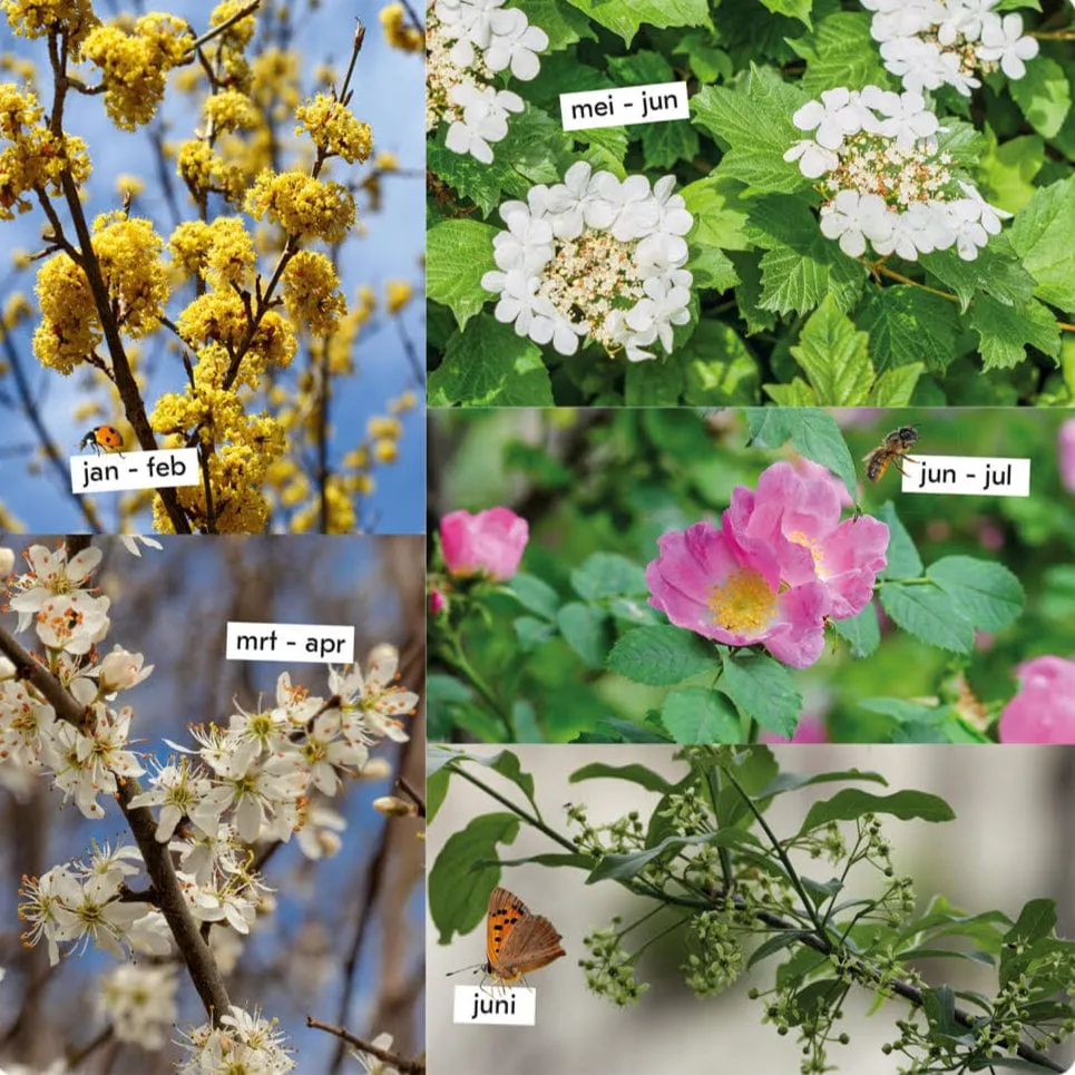 Heestermix Bloeiparadijs Sprinklr planten