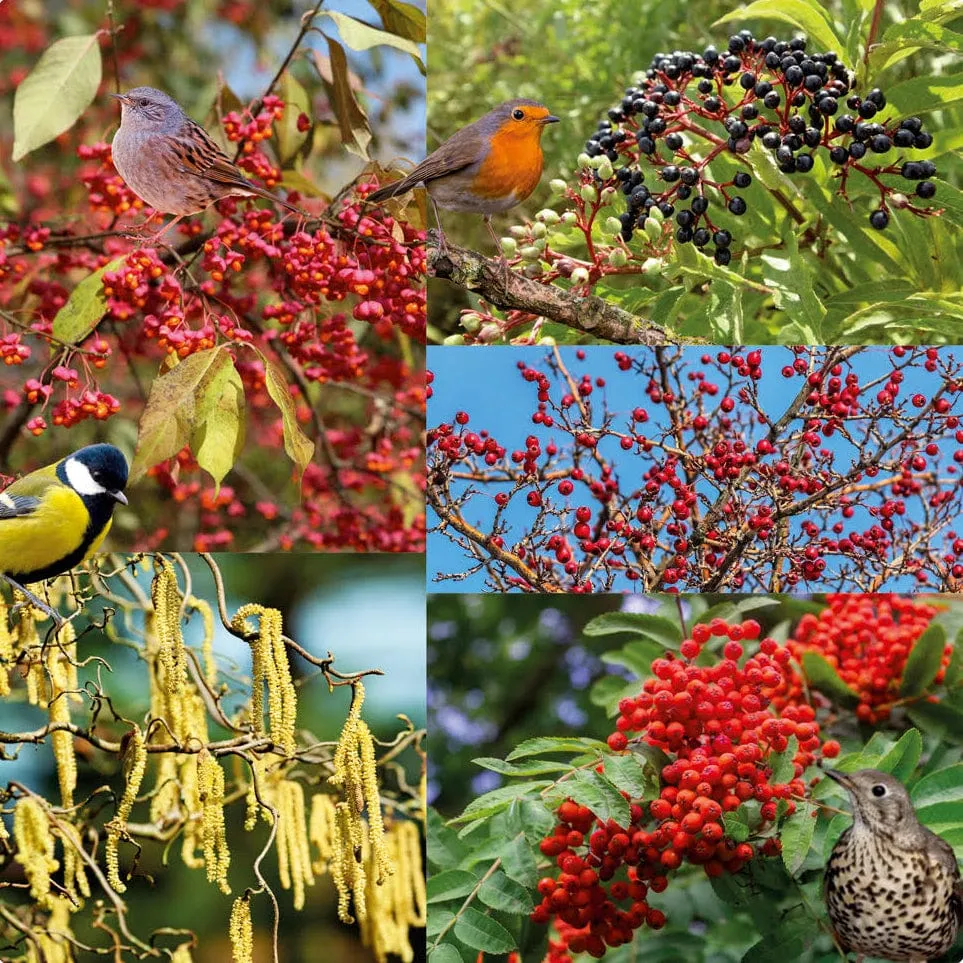 Heestermix Vogelparadijs Sprinklr planten