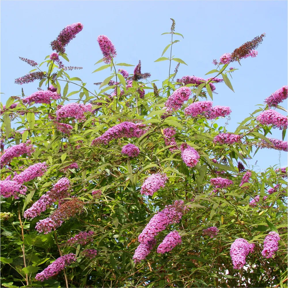 Vlinderstruik Pink Delight