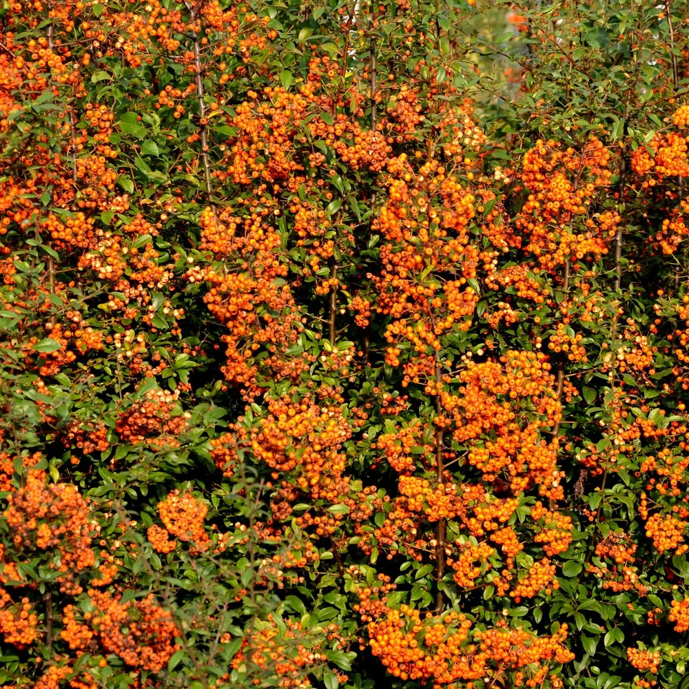 Vuurdoorn Orange Glow