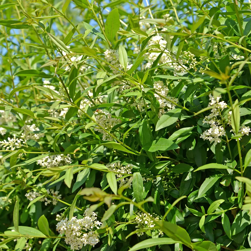 Wilde Liguster