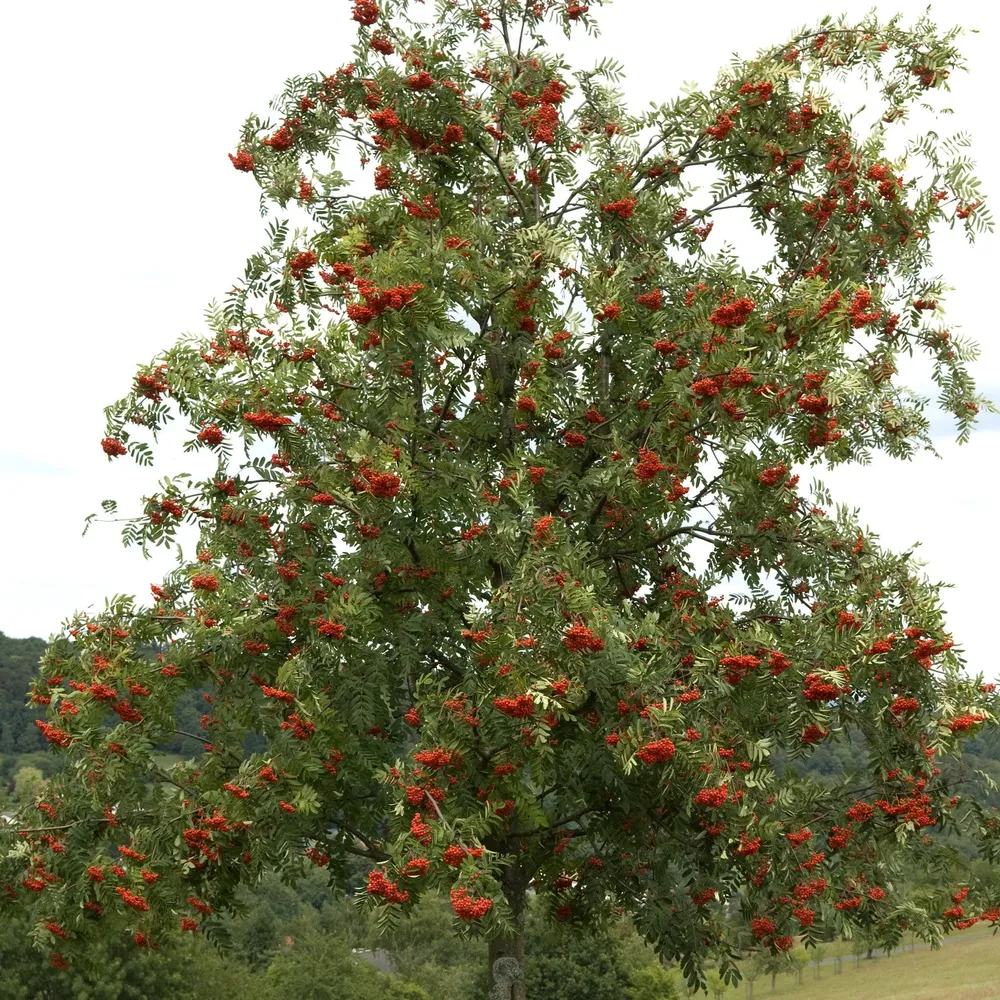 Wilde Lijsterbes