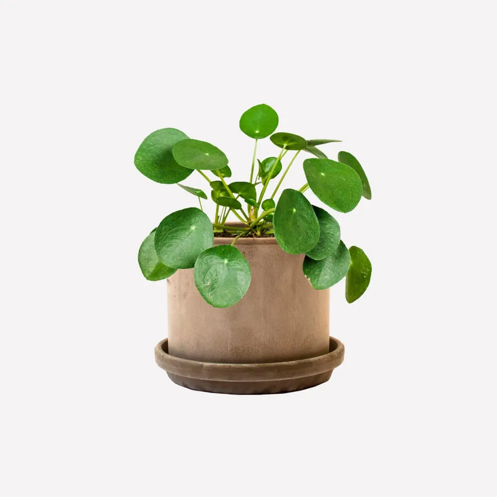 6. Pannenkoekplant BIO pot