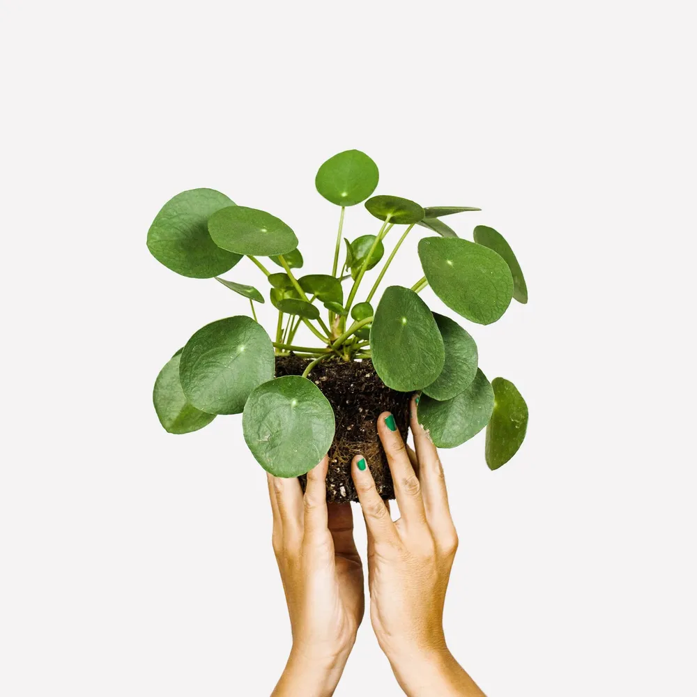6. Pannenkoekplant BIO pot