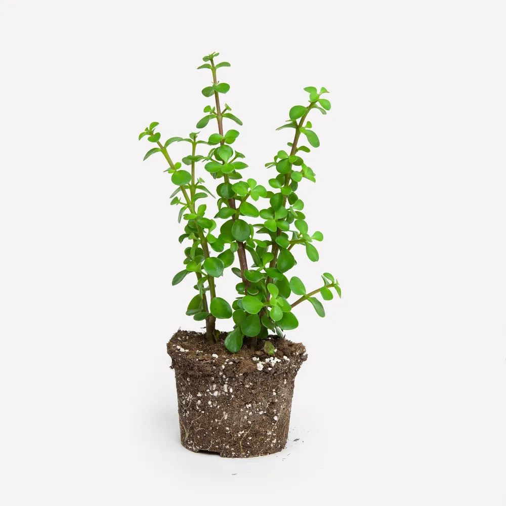 Spekboom BIO Sprinklr Planten