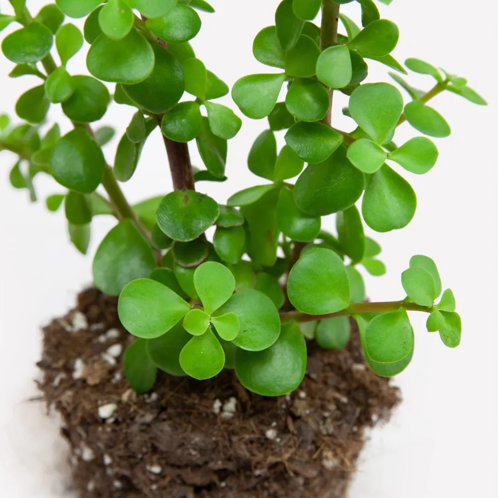 Spekboom BIO Sprinklr Planten