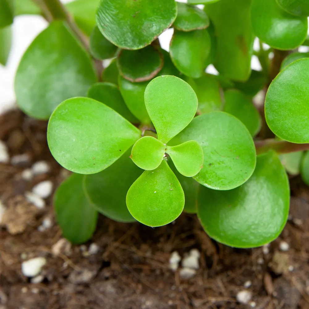 Spekboom BIO Sprinklr Planten