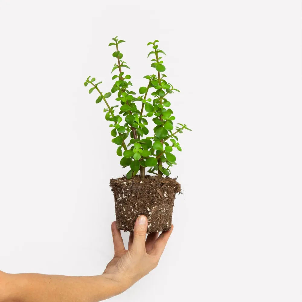Spekboom BIO Sprinklr Planten