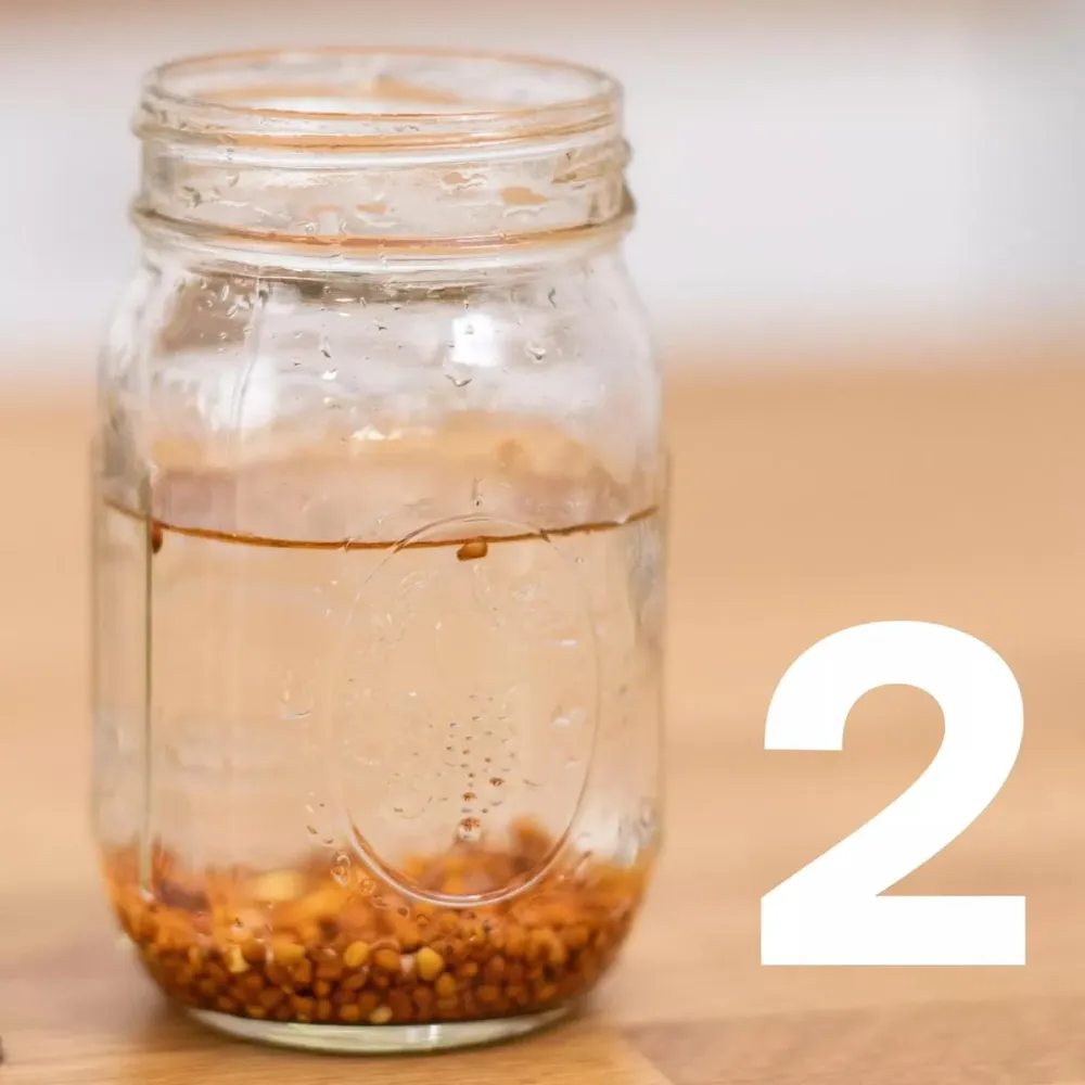 Sprout Huggers - Kweek Je Eigen Groenten Food Hugger