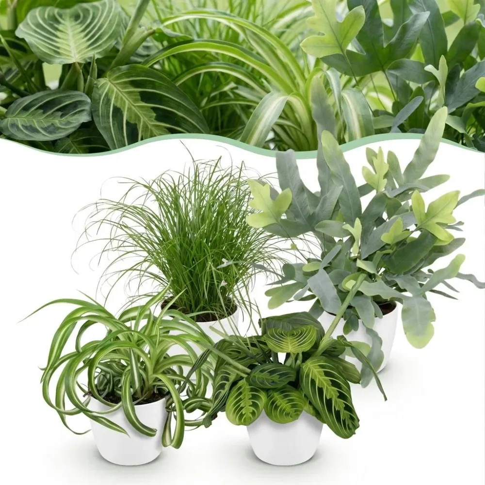 Chlorophytum - Cyperus - Phlebodium - Marantha - Mix van 4 - Huisdiervriendelijke Planten - Groen - 4 Planten - met Potter...