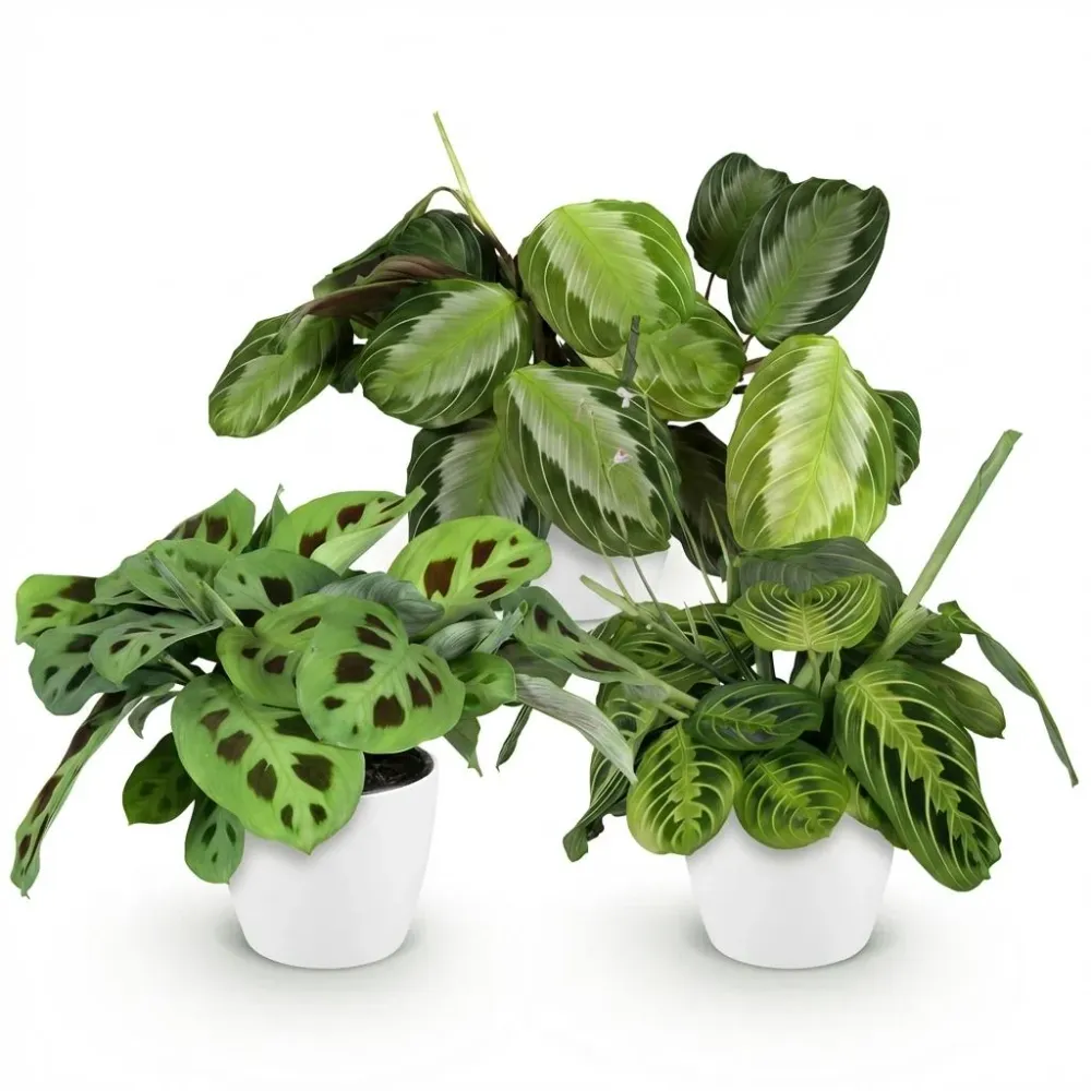 Marantha Silverband, Marantha Lemon Lime Marantha Kerchoveana - Gebedsplant - Huisdiervriendelijke Plant - Groen - 3 Plant...