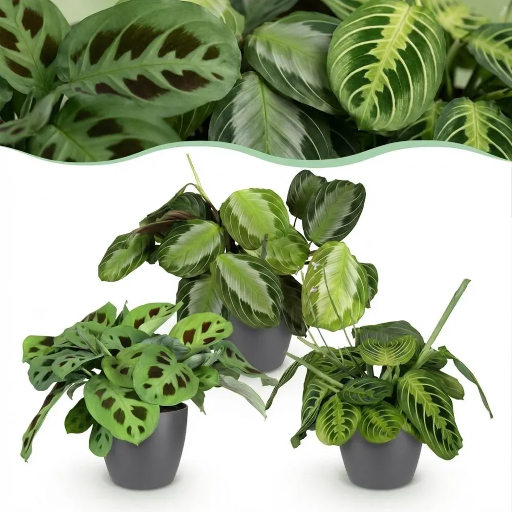 Marantha Silverband, Marantha Lemon Lime Marantha Kerchoveana - Gebedsplant - Huisdiervriendelijke Plant - Groen - 3 Plant...