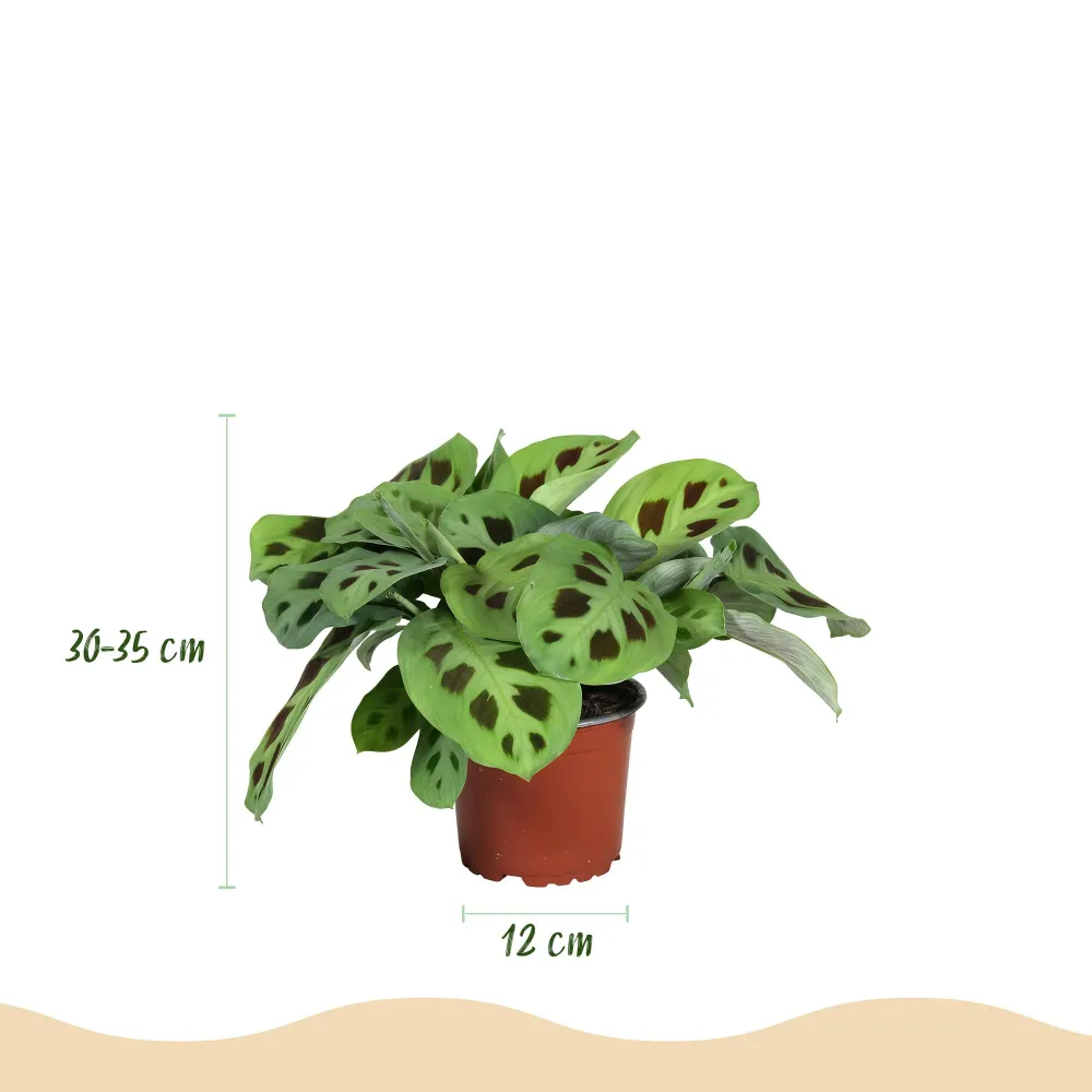 Marantha Silverband, Marantha Lemon Lime Marantha Kerchoveana - Gebedsplant - Huisdiervriendelijke Plant - Groen - 3 Plant...