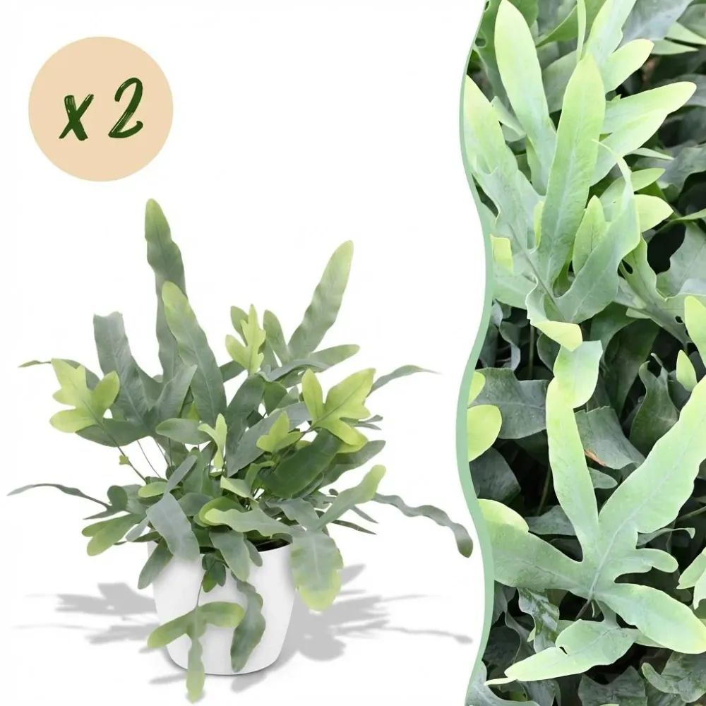 Phlebodium aureum Blue Star - Blauwe Varen - Huisdiervriendelijke Plant - Blauw - 2 Planten - met Potter Wit - Pot 12cm -...