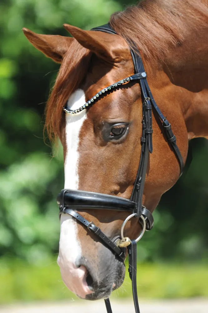Grey Bridle Black/Gray C voor de Tuin
