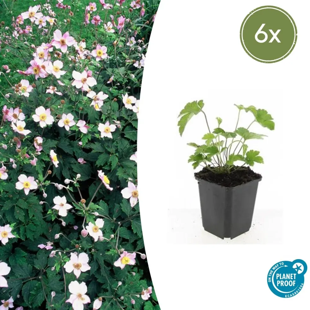 🌸 Anemone tomentosa ‘Robustissima’ – Herfstanemoon (6 Stuks) Everspring