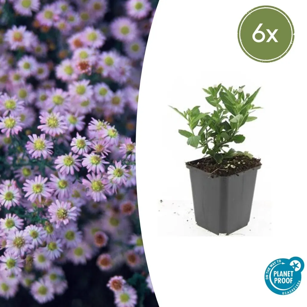 🌸 Aster ageratoides ‘Stardust’ – Herfstaster (6 Stuks) Everspring