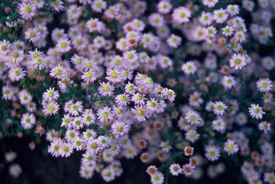 🌸 Aster ageratoides ‘Stardust’ – Herfstaster (6 Stuks) Everspring