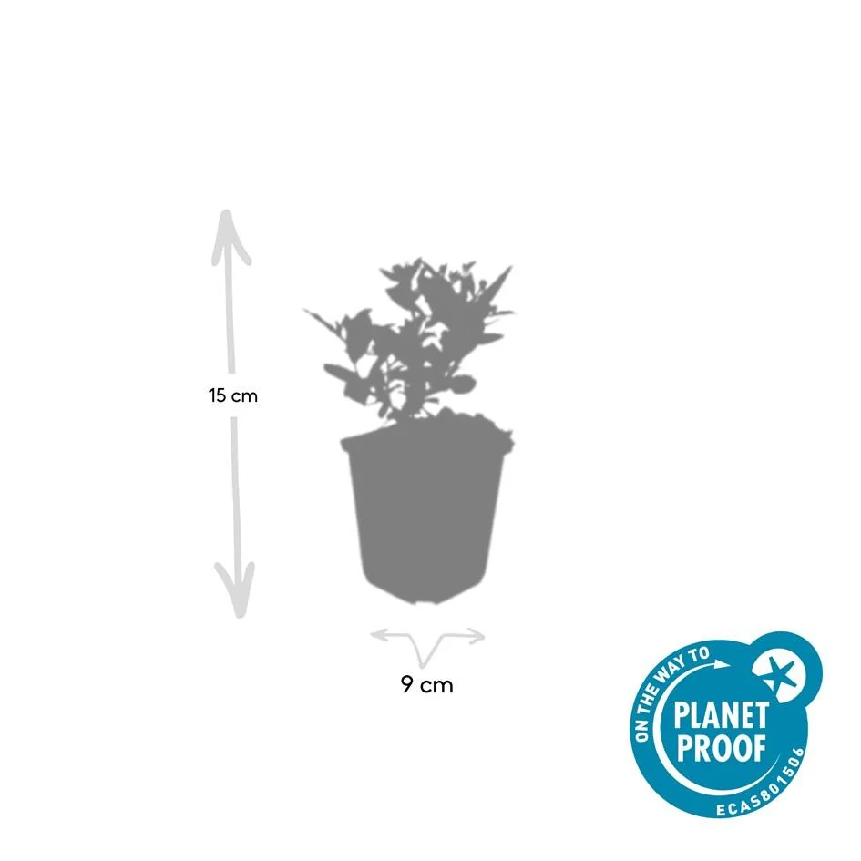 🌸 Aster ageratoides ‘Stardust’ – Herfstaster (6 Stuks) Everspring