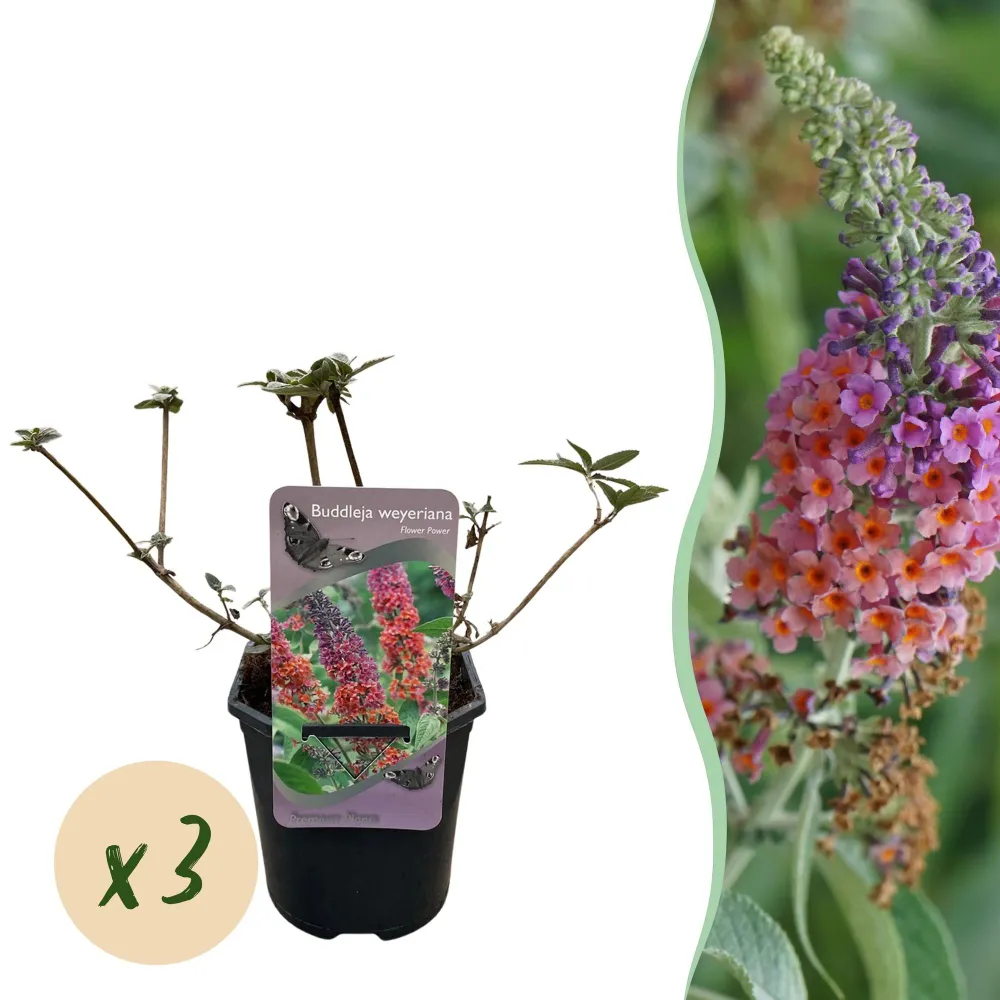 🦋 Buddleja davidii ‘Flower Power’ – Vlinderstruik Everspring