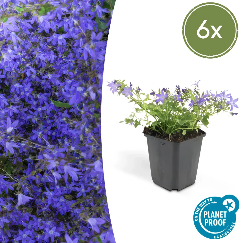 🌸 Campanula ‘Stella’ – Winterharde Bloeiende Bodembedekker (6 stuks) Everspring