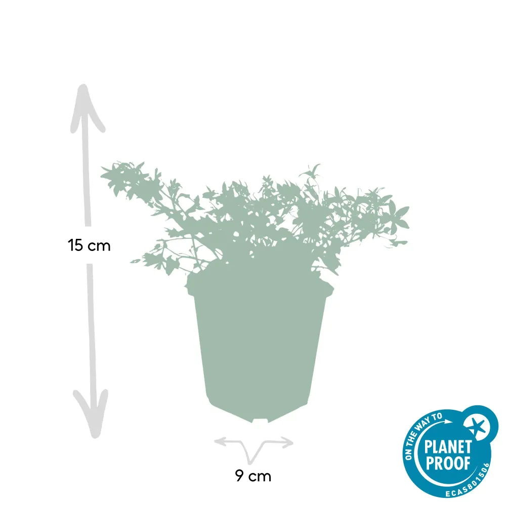 🌸 Campanula ‘Stella’ – Winterharde Bloeiende Bodembedekker (6 stuks) Everspring