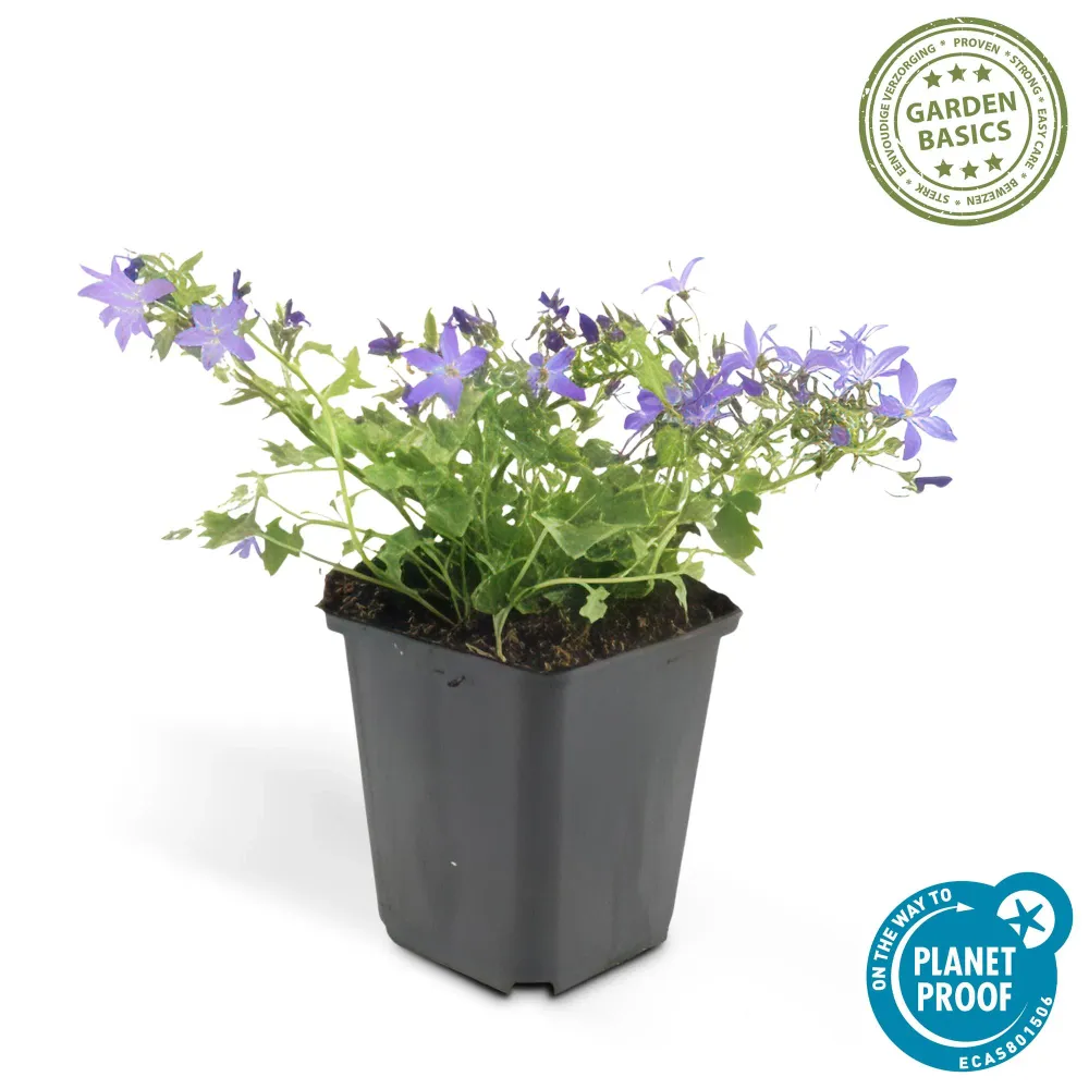 🌸 Campanula ‘Stella’ – Winterharde Bloeiende Bodembedekker (6 stuks) Everspring