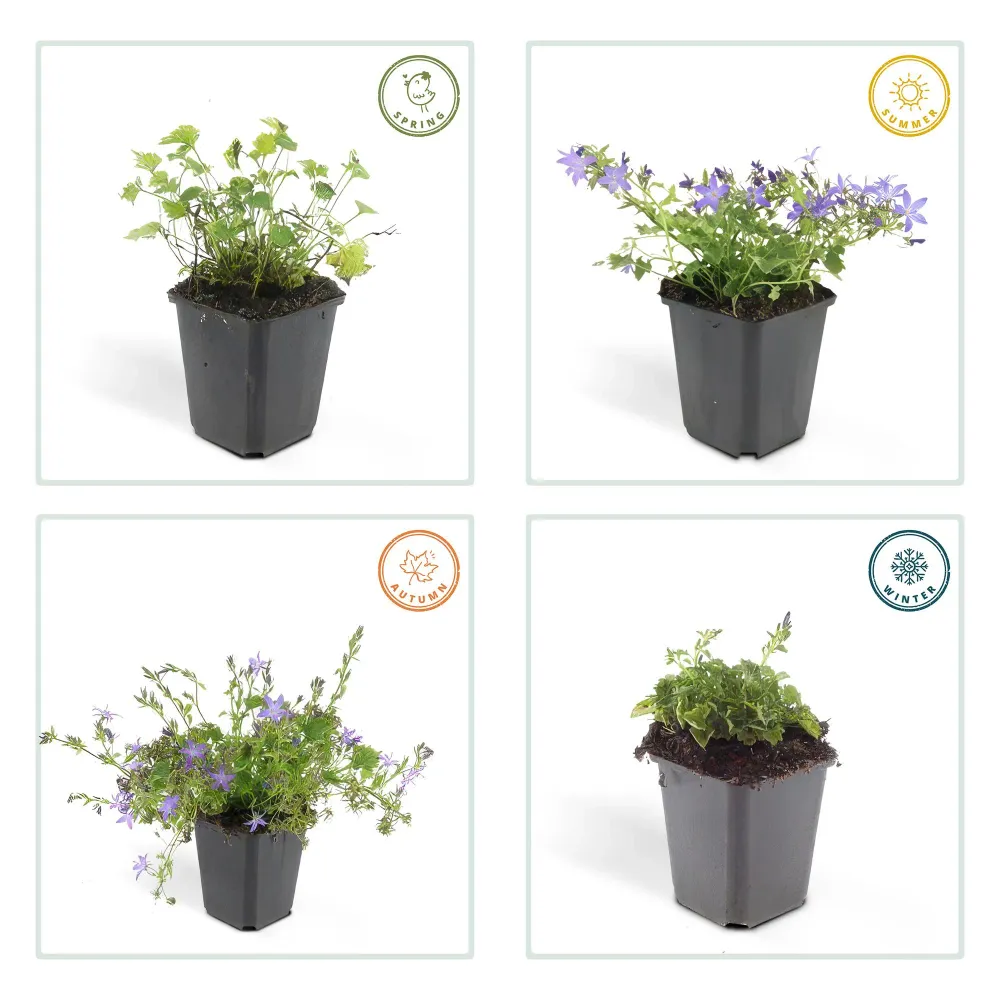 🌸 Campanula ‘Stella’ – Winterharde Bloeiende Bodembedekker (6 stuks) Everspring