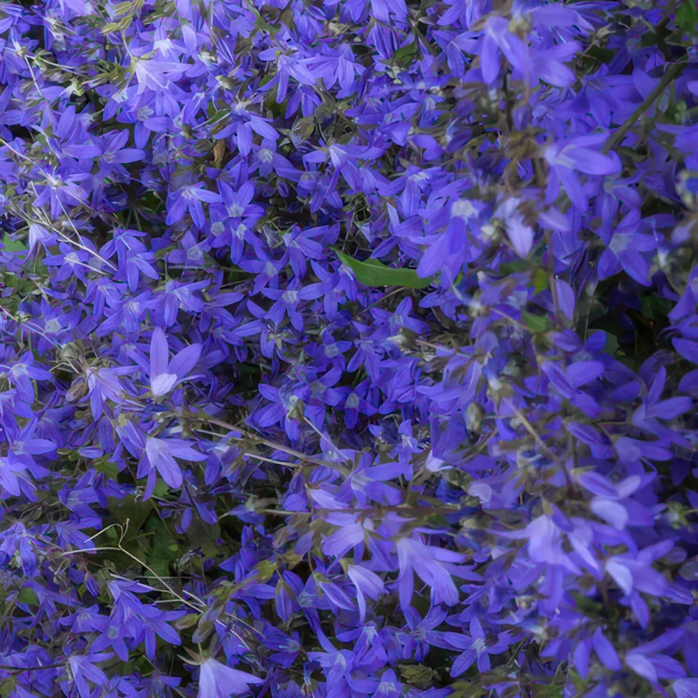 🌸 Campanula ‘Stella’ – Winterharde Bloeiende Bodembedekker (6 stuks) Everspring