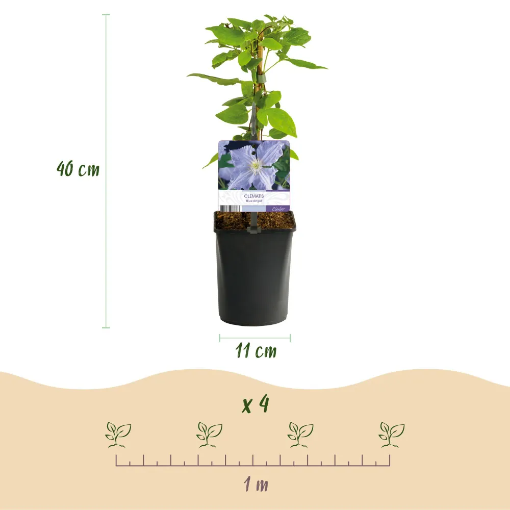 💙 Clematis ‘Blue Angel’ – Klimplant (2 Stuks) Everspring