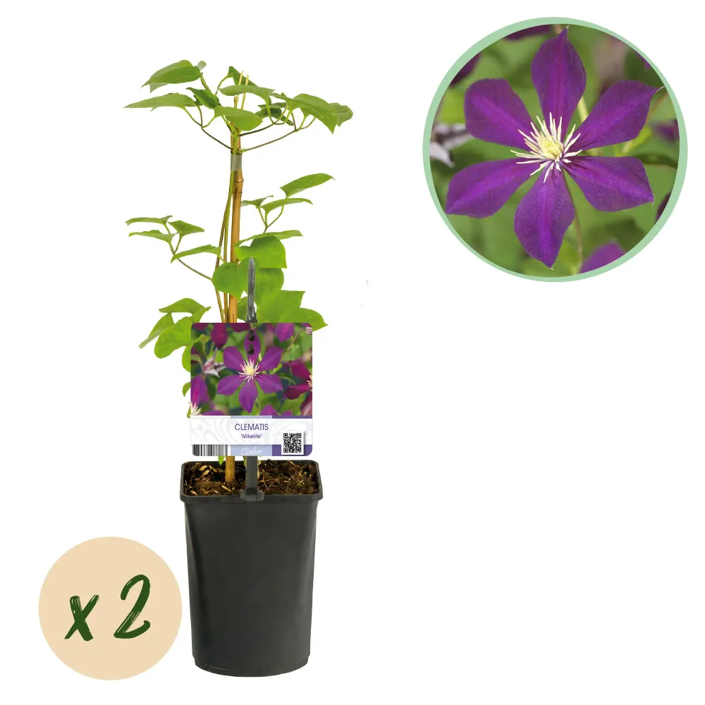 💜 Clematis ‘Mikelite’ – Klimplant (2 Stuks) Everspring