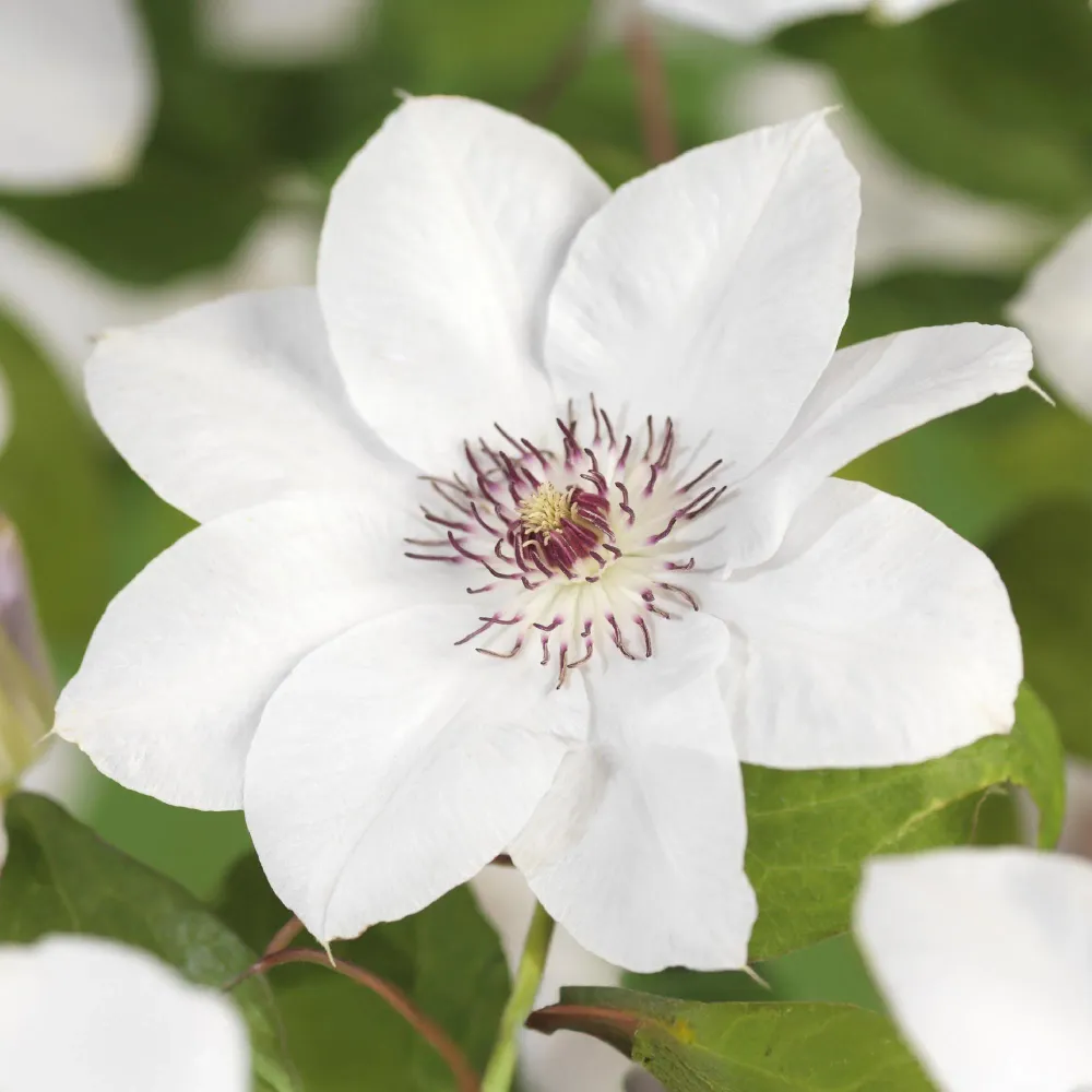 🤍 Clematis ‘Miss Bateman’ – Klimplant (2 Stuks) Everspring