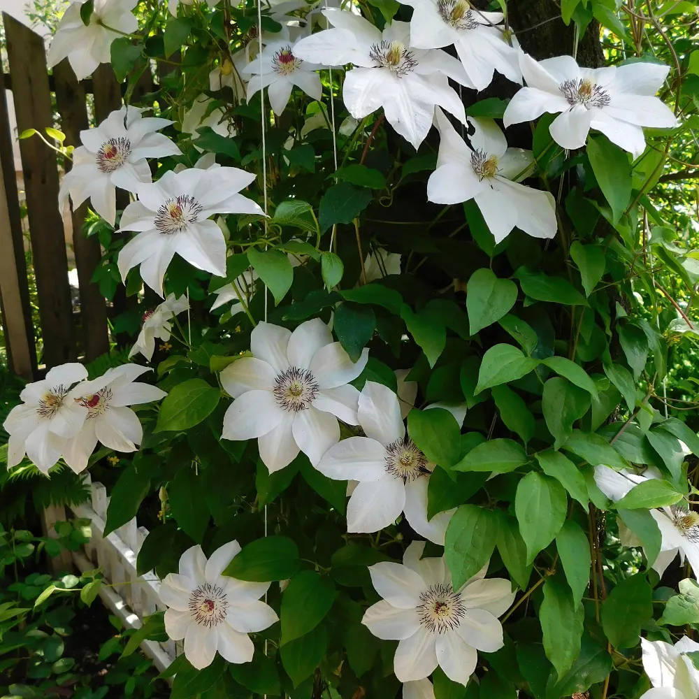 🤍 Clematis ‘Miss Bateman’ – Klimplant (2 Stuks) Everspring